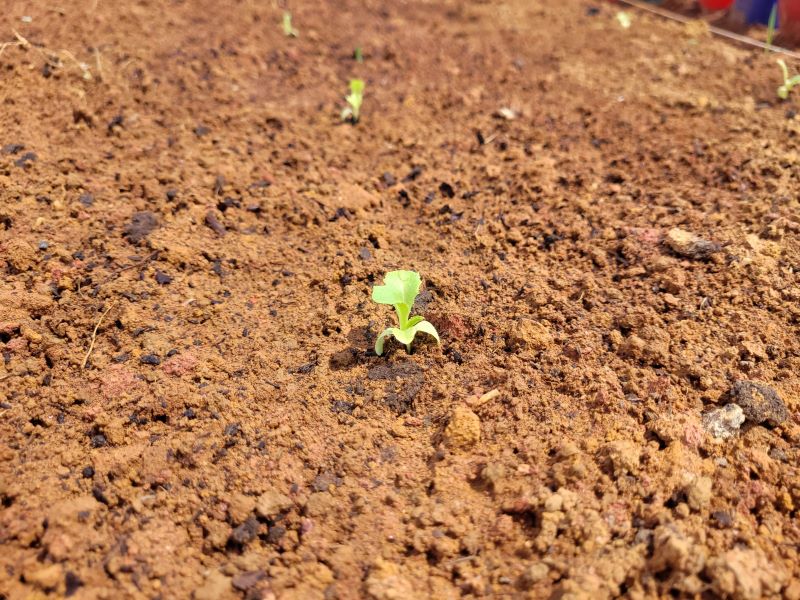 Penitenci Ria De Muria Fornece Mil Mudas Para Cultivo De Horta